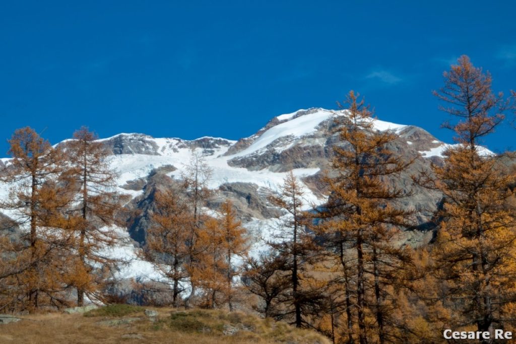 Il Monte Rosa incorniciato dai larici, con il gruppo del Lyskamm. Foto Cesare Re
