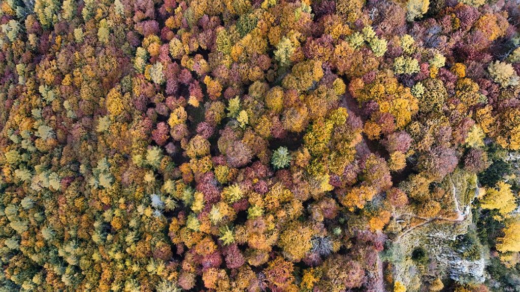 Il bosco nei pressi del Dos dei Corv. Foto Roberto Carnevali