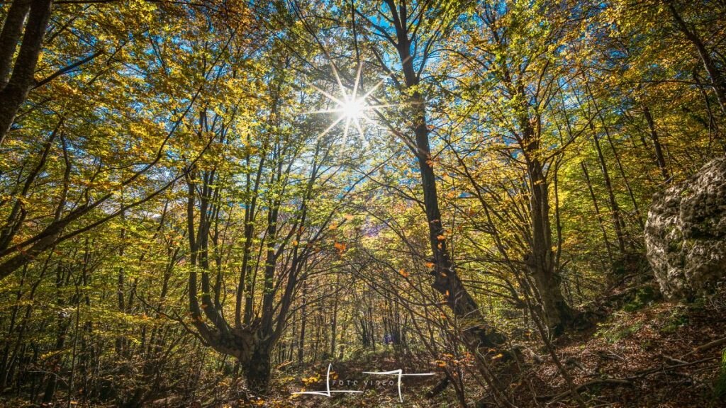 Il bosco nella parte iniziale dell