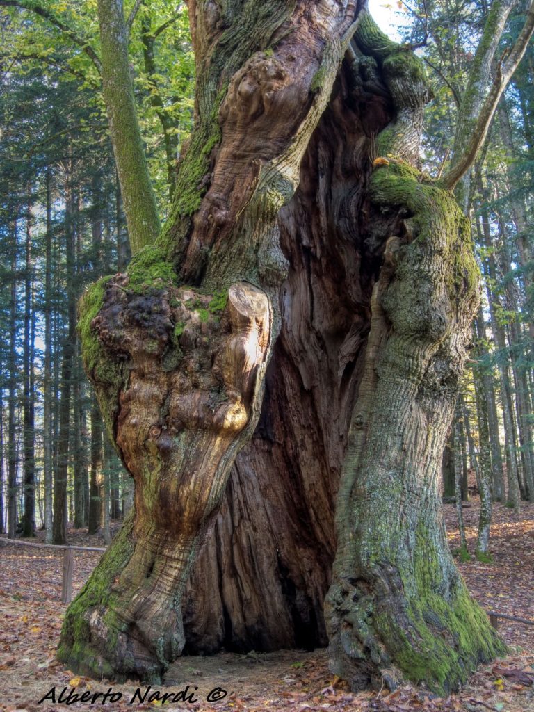 Il castagno Miraglia ha più di 400 anni di vita e si trova poco distante dal Monastero di Camaldoli. Castagno Miraglia. Foto Alberto Nardi