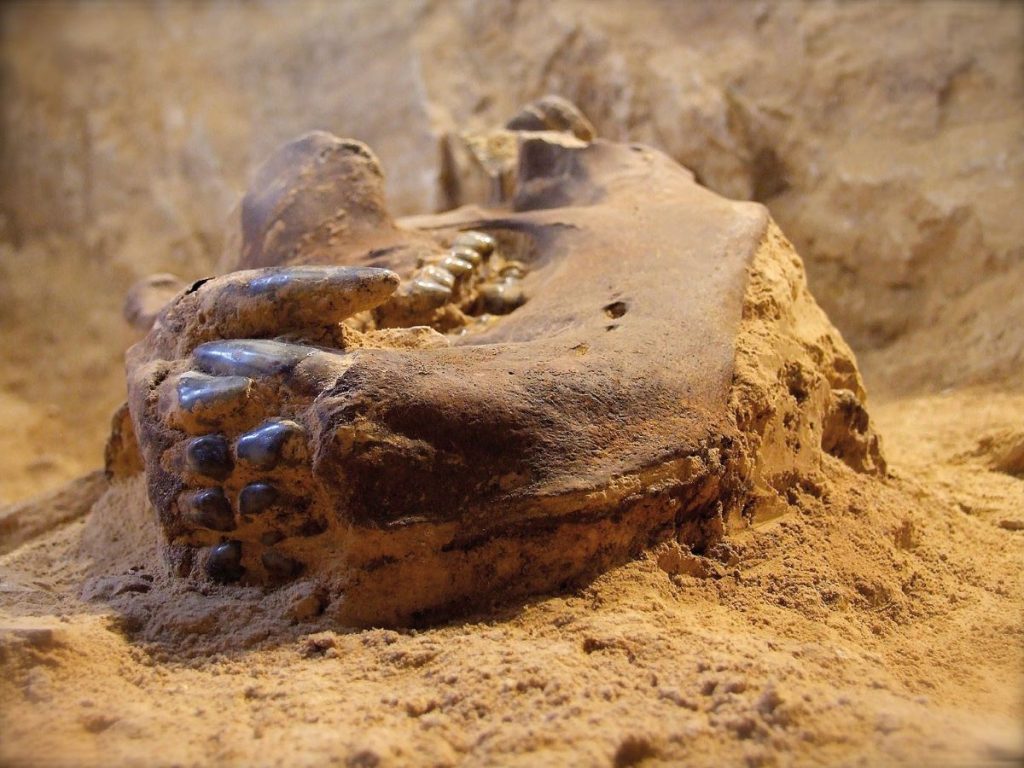 Il cranio di un orso trovato nelle Grotte di Equi