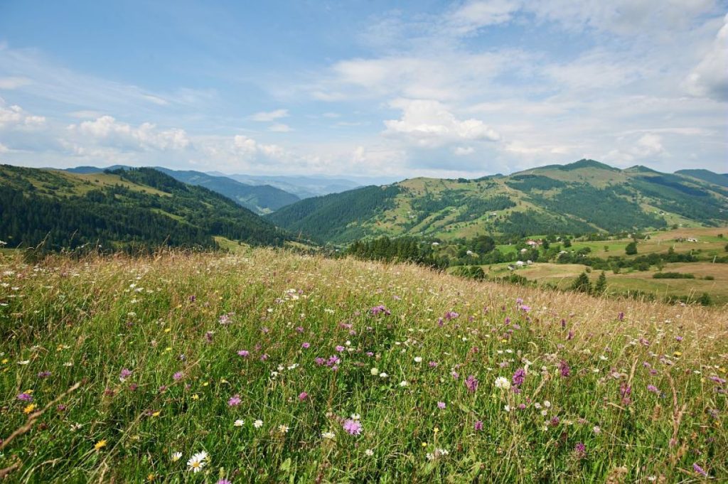 In un prato stabile di pregio naturalistico si trovano da 50 a 100 specie botaniche. Foto Slow Food