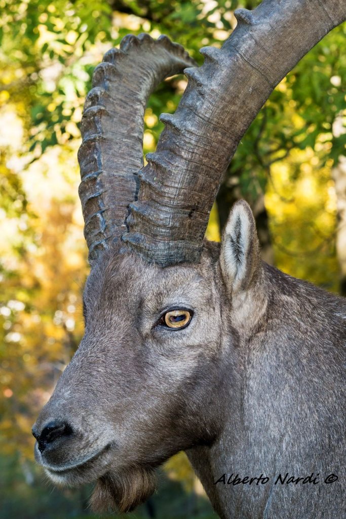 Incontri ravvicinati lungo il sentiero. Foto Alberto Nardi