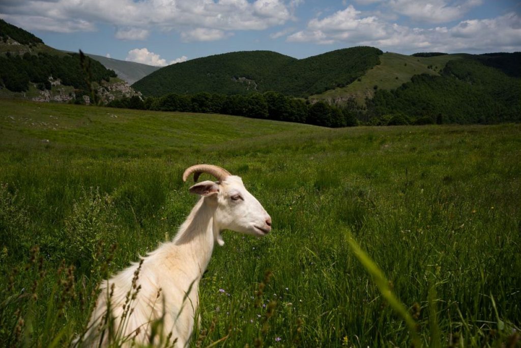 Indispensabile tenere controllata la pressione animale su ogni singolo campo. Foto Slow Food
