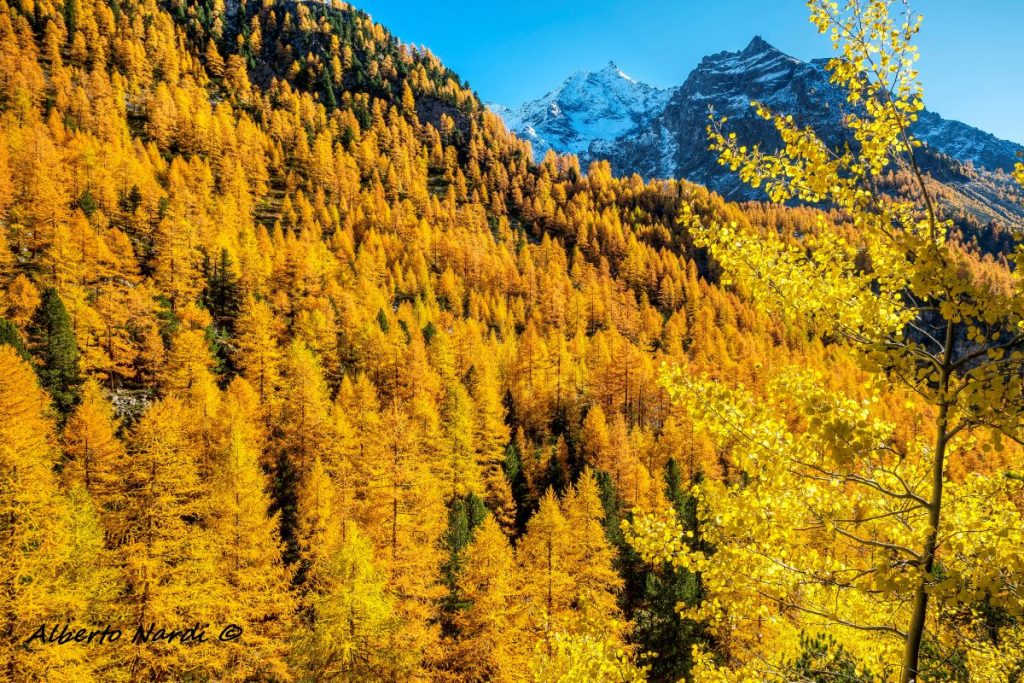 Larici in veste autunnale, betulla bianca e pini cembri, dalla roccia denominata Chateau Quelet . Foto Alberto Nardi