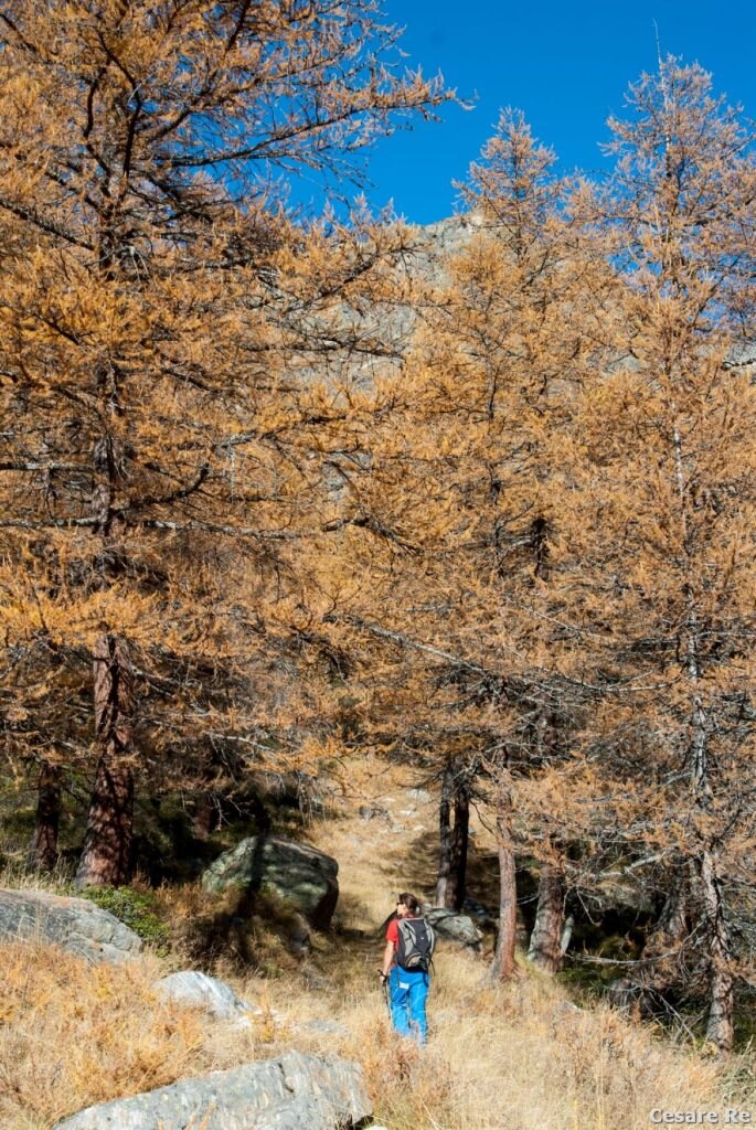 Larici lungo la salita all