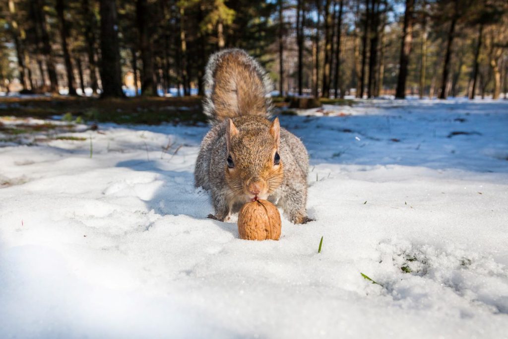 Lo scoiattolo si ritira nella propra tana con le scorte di cibo. Ma ogni tanto esce @ AdobeStock