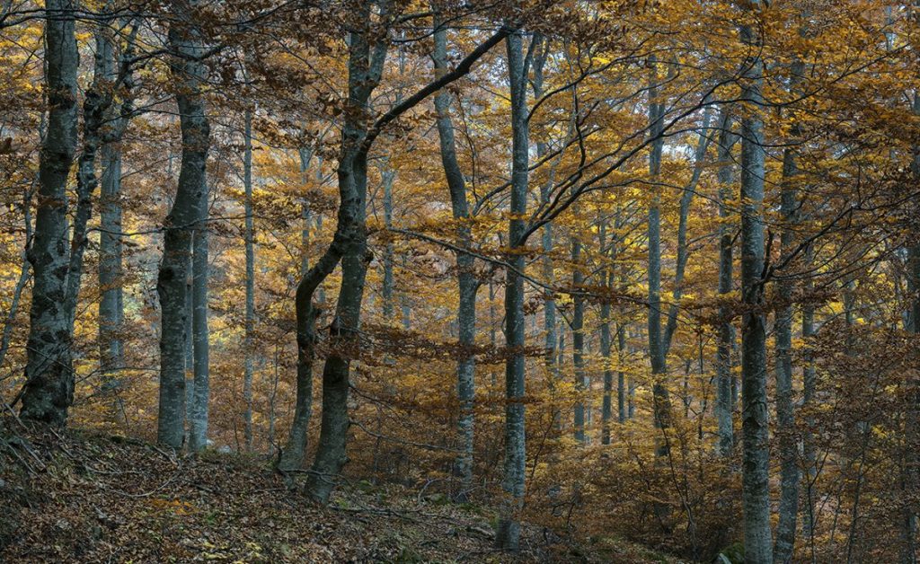 Nel bosco sopra Capanno Tassoni. Foto Roberto Carnevali