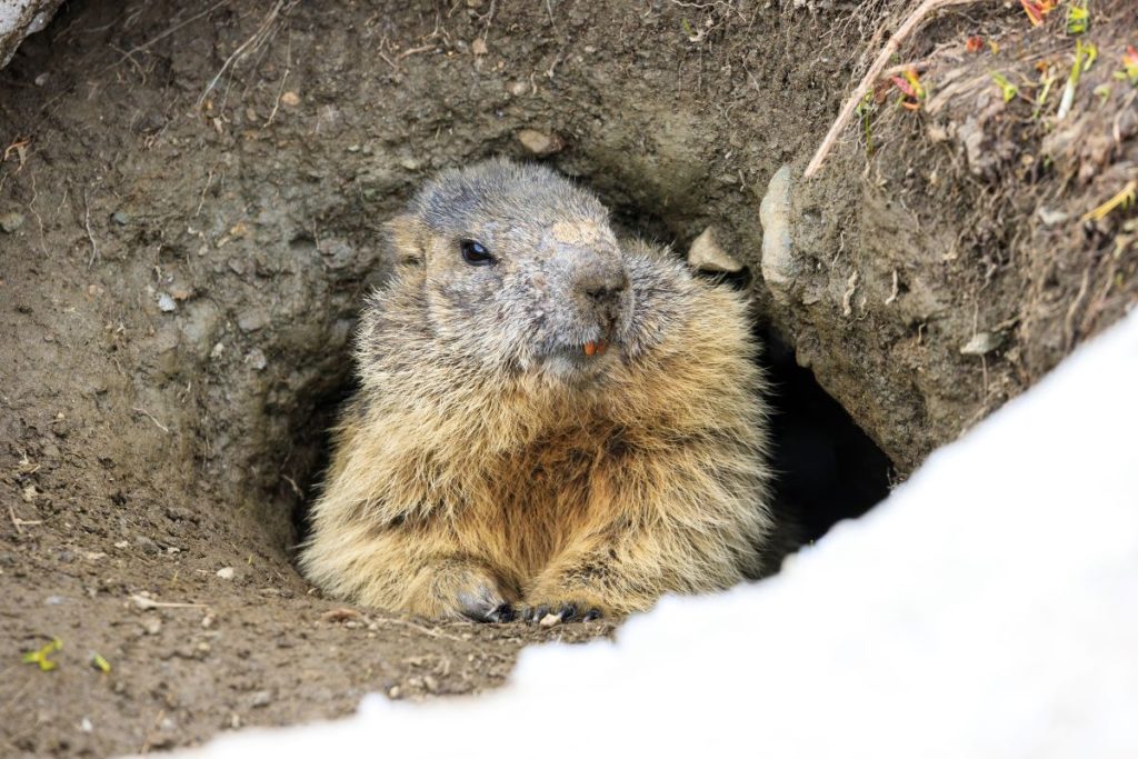 Ultima occhiata in giro prima di ritirarsi nella tana per l