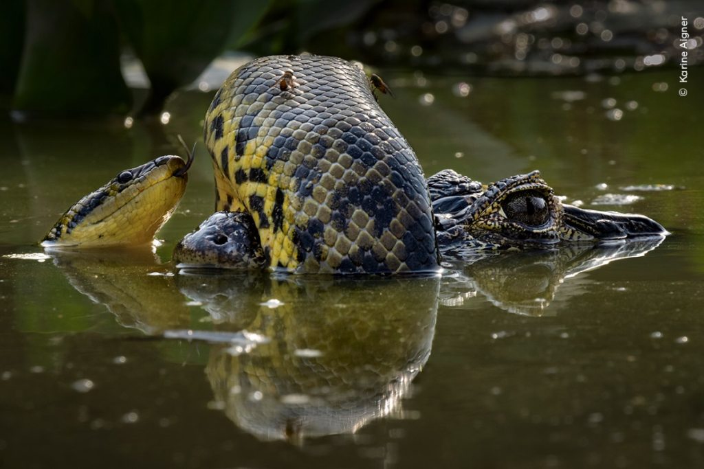 Wetland Wrestle, la foto vincitrice della categoria Behaviour Amphibians and Reptiles C Karine Aigner, Wildlife Photographer of the Year