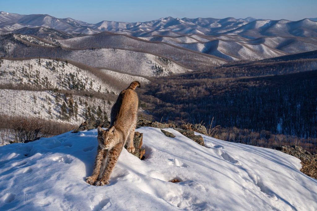 Frontier of the linx, la foto vincitrice della categoria Animals in their Environment C Igor Metelskiy