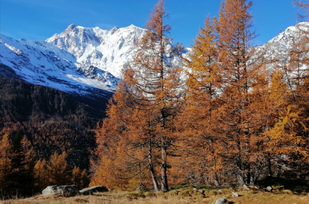 La parete Est del Monte Rosa. Foto Ettore Pettinaroli