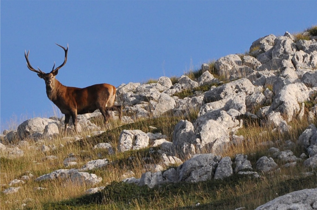 Un cervo nel Parco Nazionale Abruzzo Lazio Molise. Foto Stefano Ardito