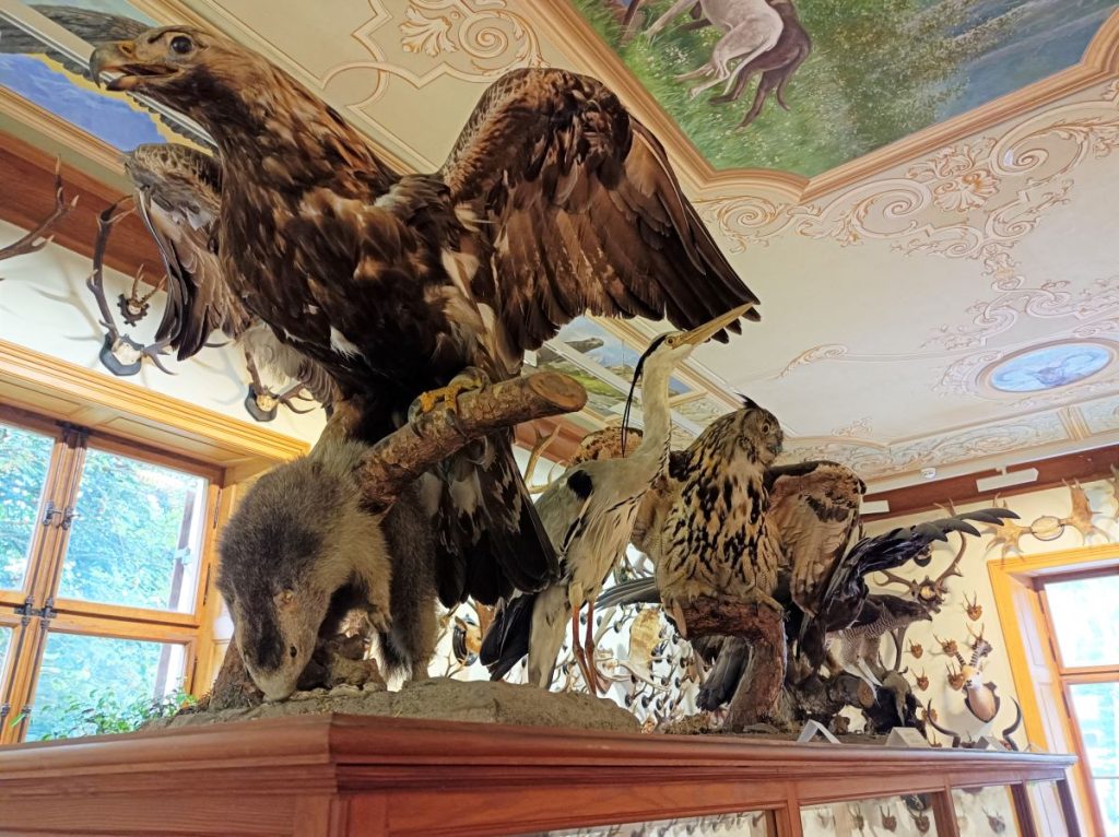 Al Museo della Fauna alpina di Gressoney. Foto Nadia Guindani, archivio RAVA