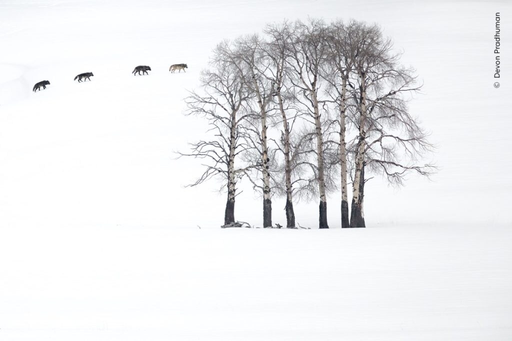 Aspen Shadows C Devon Pradhuman, Wildlife Photographer of the Year
