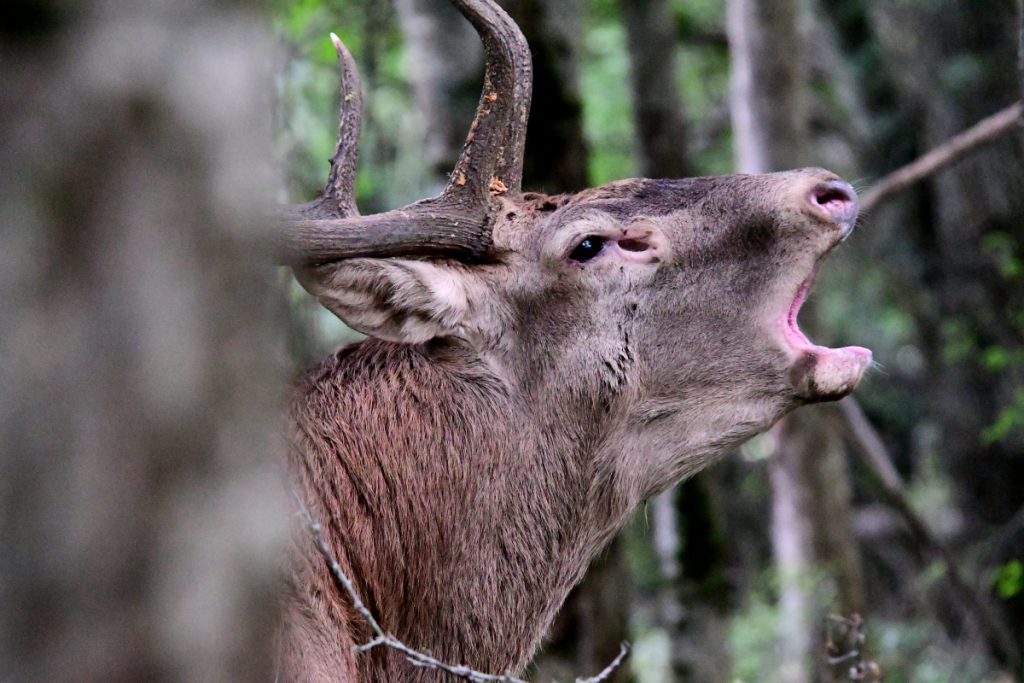 Bramito di un cervo, foto Stefano Ardito