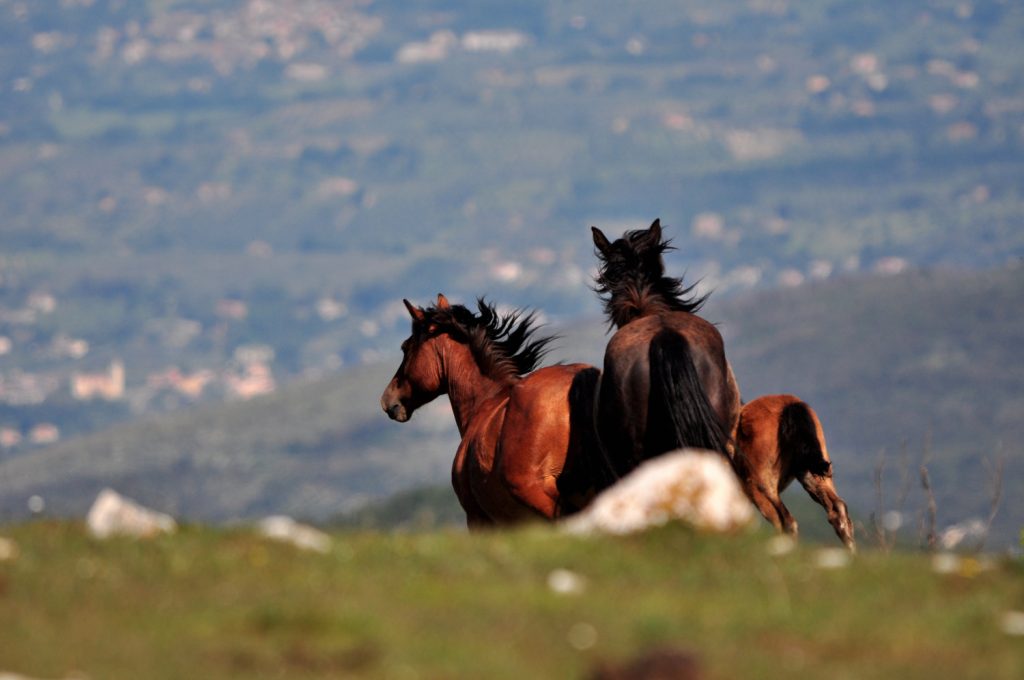 Cavalli sul Monte Pellecchia, foto Stefano Ardito