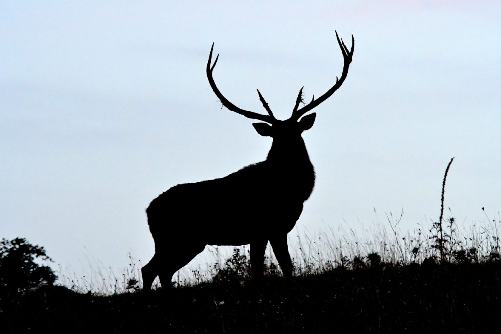 Cervo ai piedi della Montagna di Godi, foto Stefano Ardito