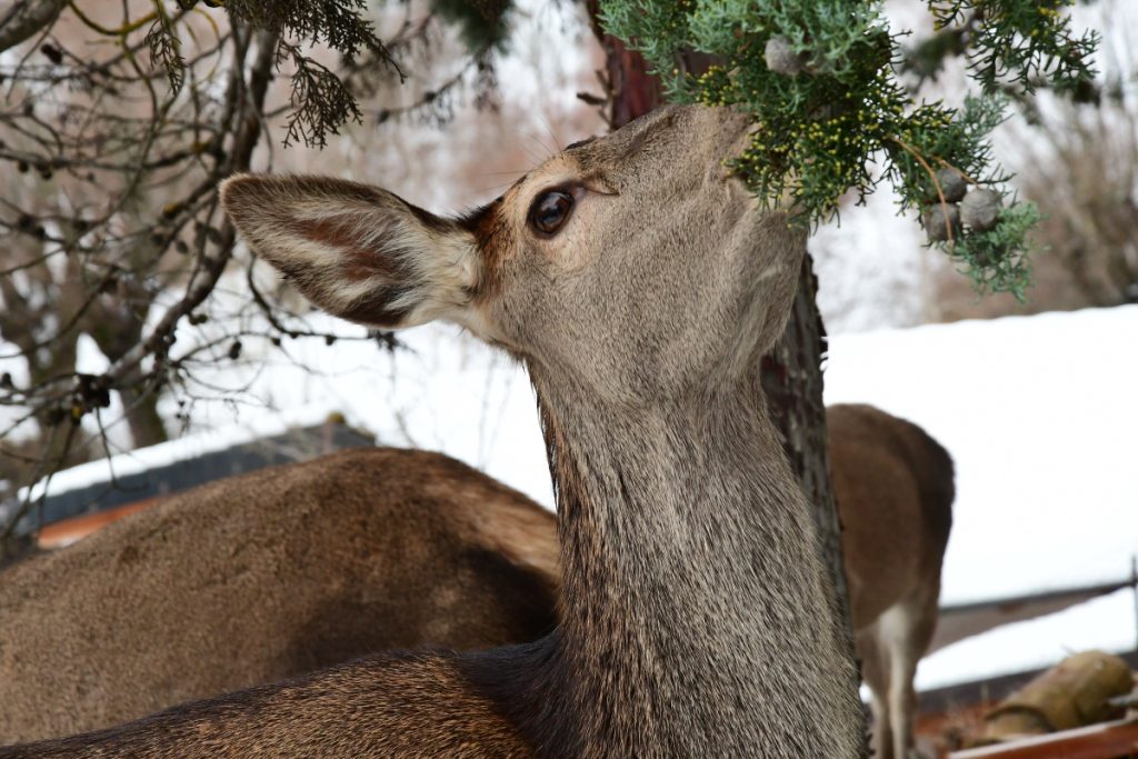 Femmina di cervo a Villalago, foto Stefano Ardito