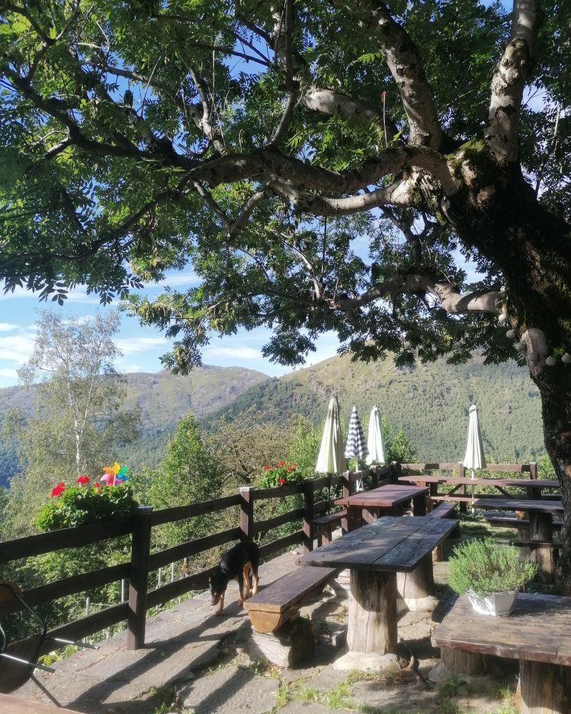 Il frassino secolare sulla terrazza del rifugio. Foto FB Rifugio Bruno Piazza Traversella