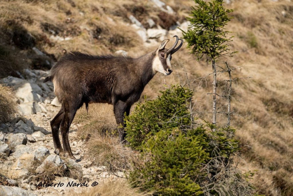 Incontro sul sentiero. Foto Alberto Nardi