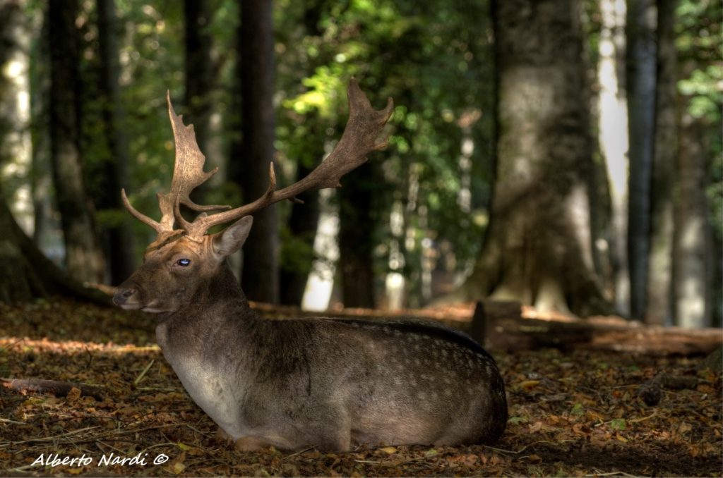 Incontro tra i faggi. Foto Alberto Nardi