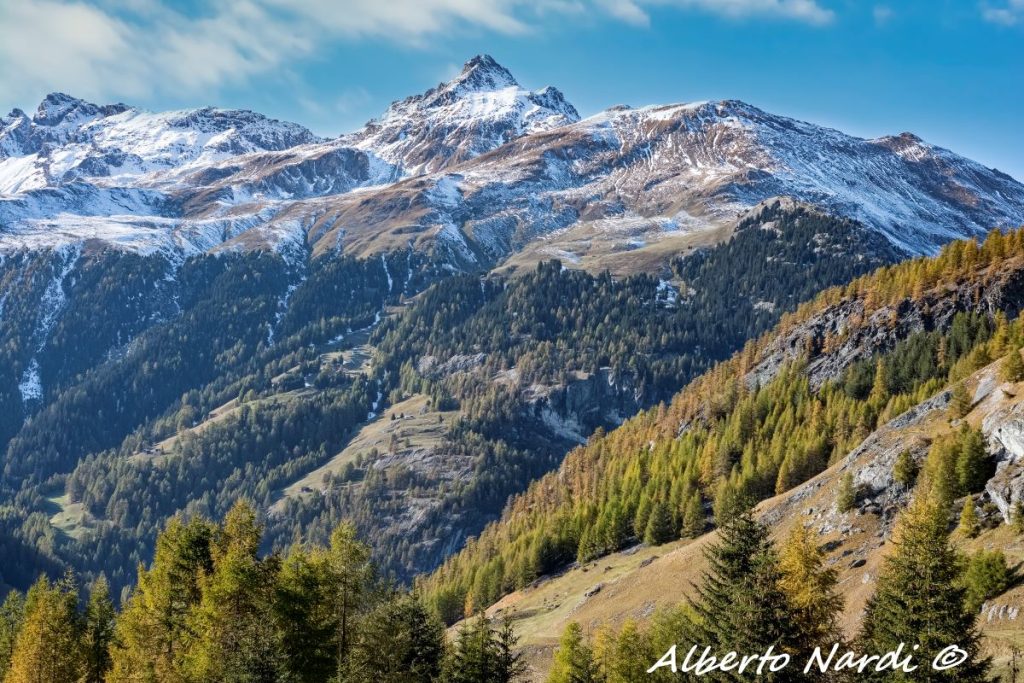Larici in veste autunnale lungo il sentiero. Sullo sfondo la cima innevata del Piz Arblatsch (3202 m). Foto Alberto Nardi