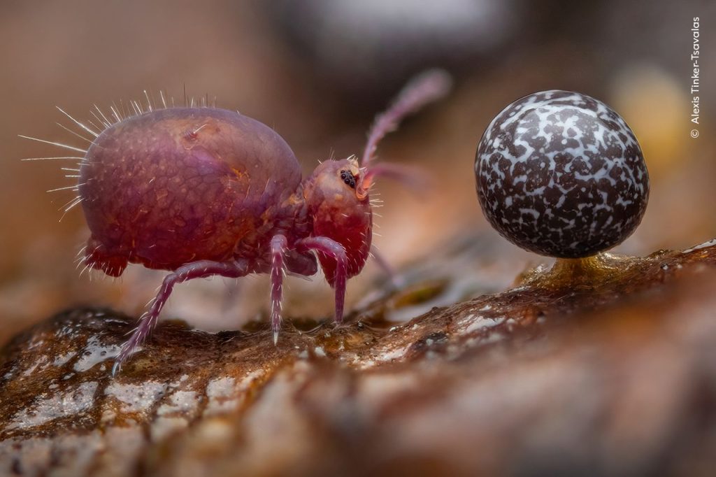 Life Under Dead Wood C Alexis Tinker-Tsavalas, Wildlife Photographer of the Year