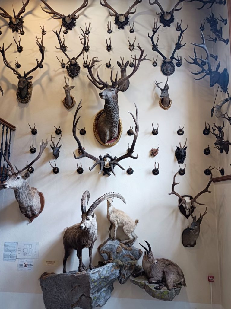 Nel Museeo della Fauna alpina di Gressoney . Foto Nadia Guindani, archivio RAVA