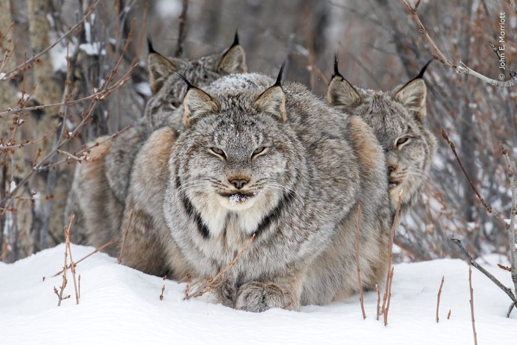 On Watch by John E Marriott, Canada, Winner Animal Portraits C John Marriott, Wildlife Photographer of the Year