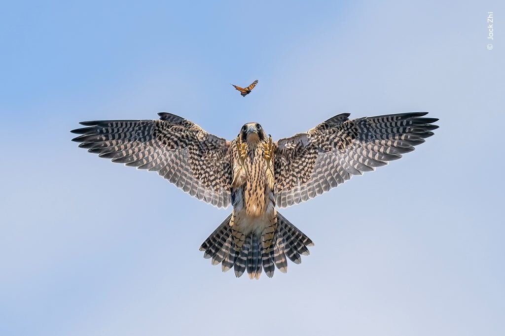 Practice Makes Perfect, Winner, Behaviour BirdsC Jack Zhi, Wildlife Photographer of the Year