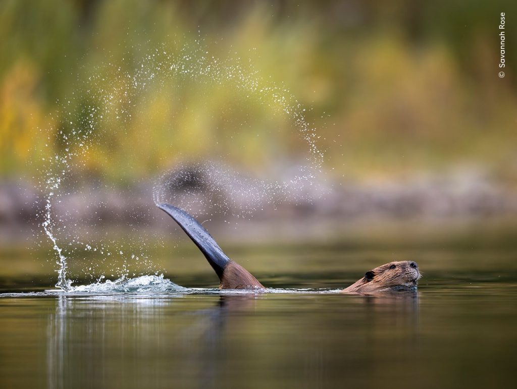 Slap Shot C Savannah Rose, Wildlife Photographer of the Year