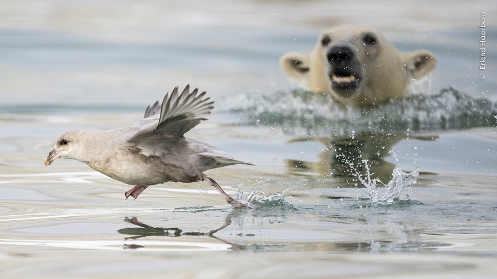 Sneak Attack C Erlend Haarberg, Wildlife Photographer of the Year