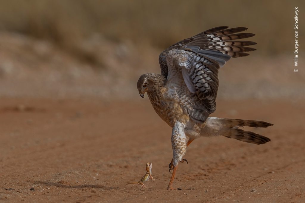 The Brave Gecko C Willie Burger van Schalkwyk, Wildlife Photographer of the Year