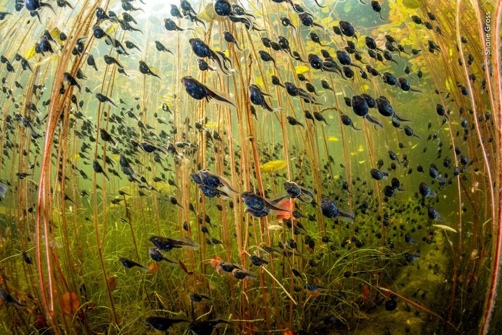 The Swarm of Life, l
