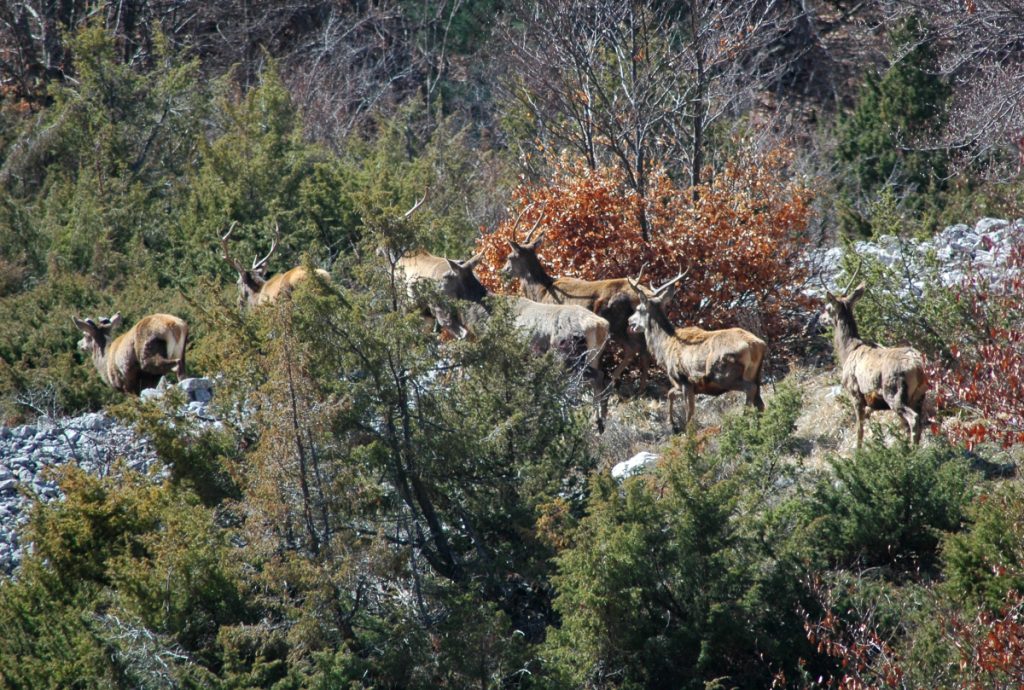 Un branco di cervi ai piedi del Velino , foto Stefano Ardito