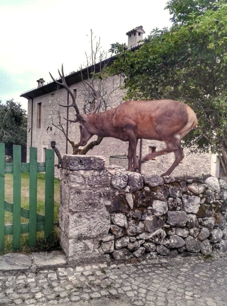 Un cervo tra le case di Villetta Barrea @ ANSA