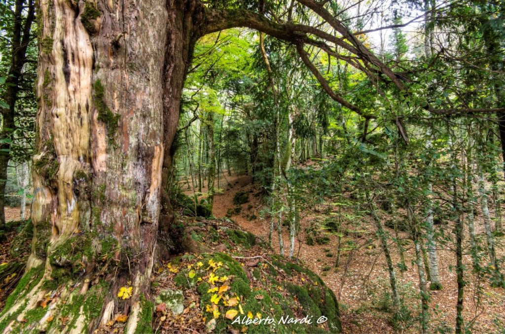 Un tasso secolare nella Foresta Umbra. Foto Alberto Nardi