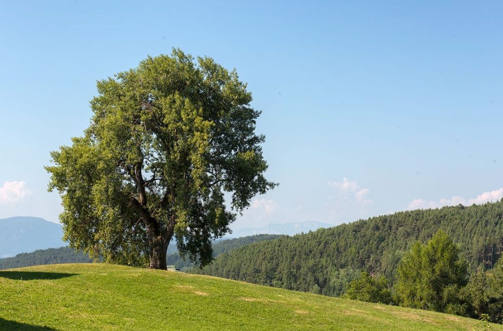 Una continua alternanza di boschi e radure. Foto Roberto Carnevali