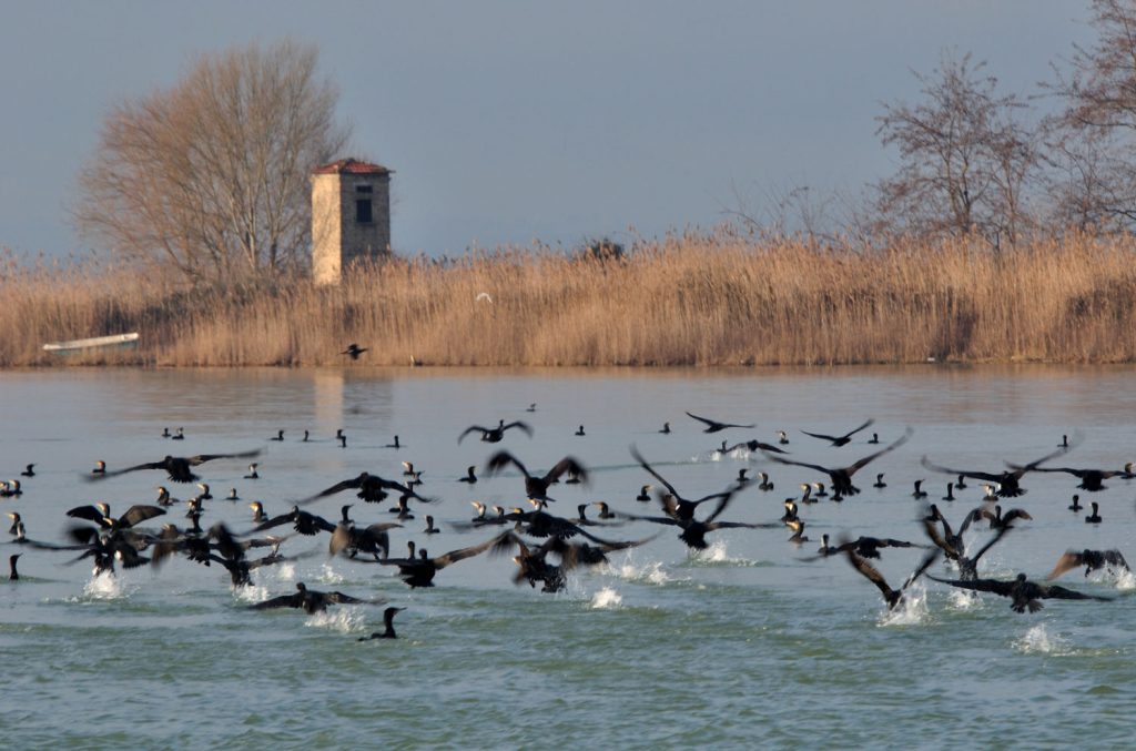 Cormorani, foto Stefano Ardito