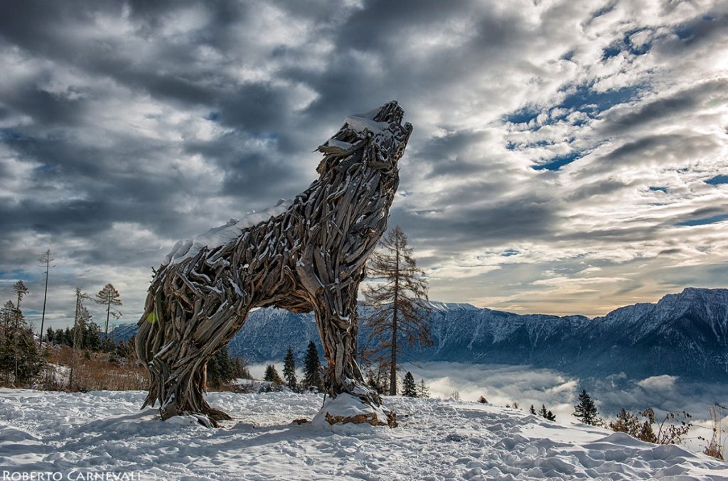 La Lupa del Lagorai. Foto Roberto Carnevali