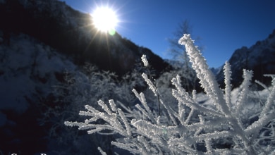 Il gelo della Val Ferret e anche l’umidità, visto i bellissimi arabeschi di galaverna sulla vegetazione.