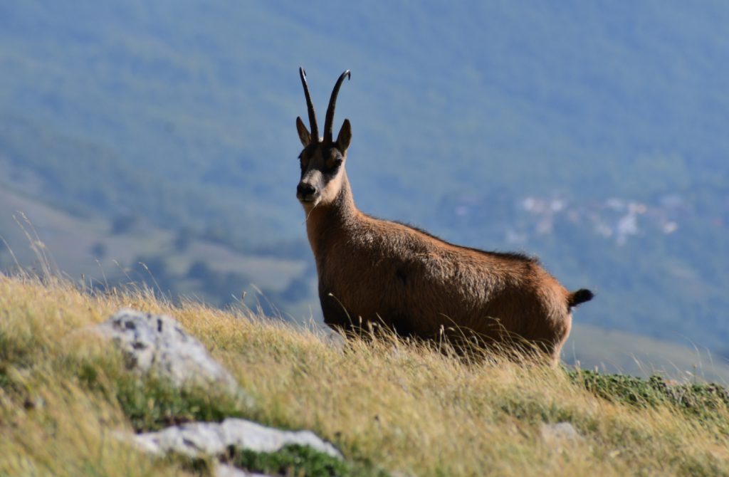 Camoscio nel Vallone delle Cornacchie, foto Stefano Ardito