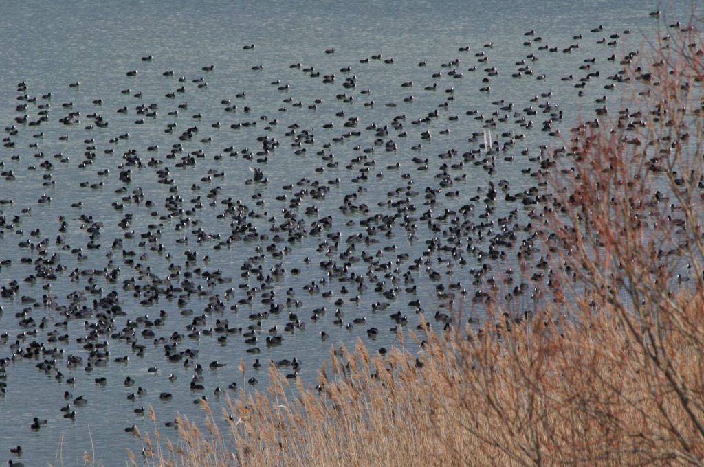 Folaghe sul Trasimeno, foto Stefano Ardito