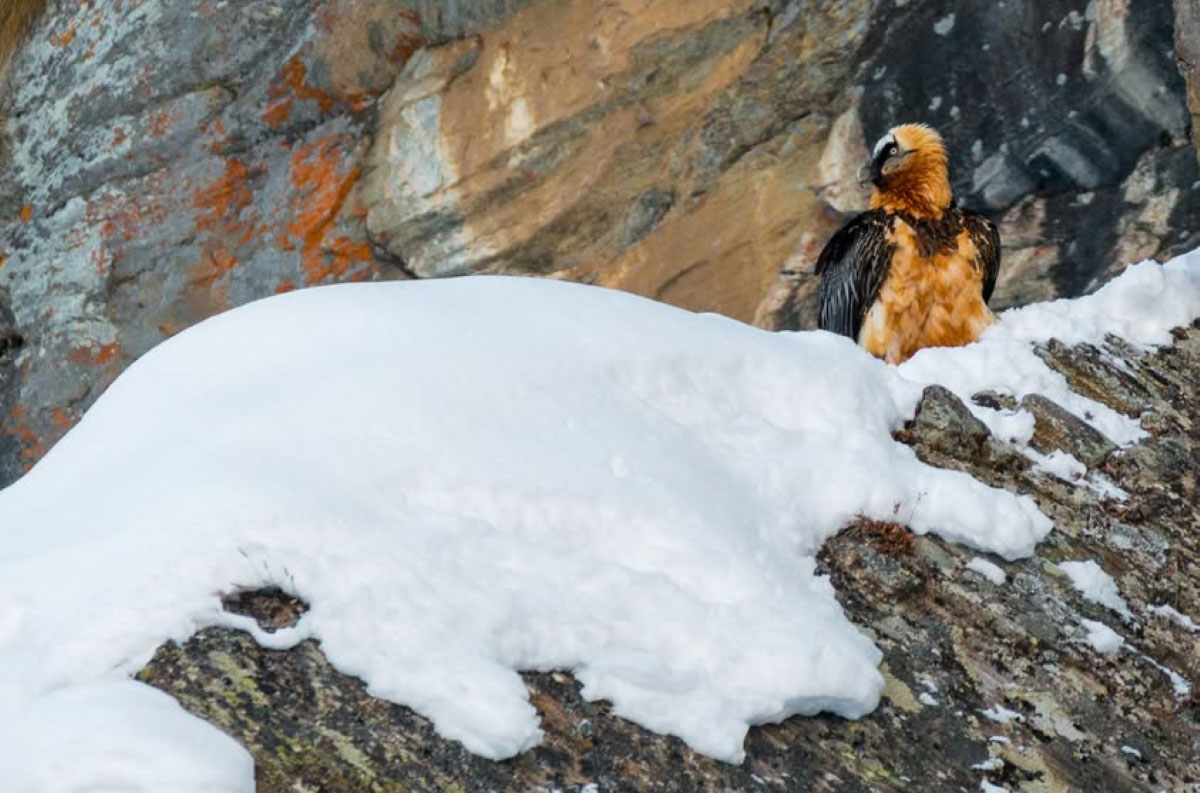 Gipeto nel Parco Nazionale Gran Paradiso @ PNGP
