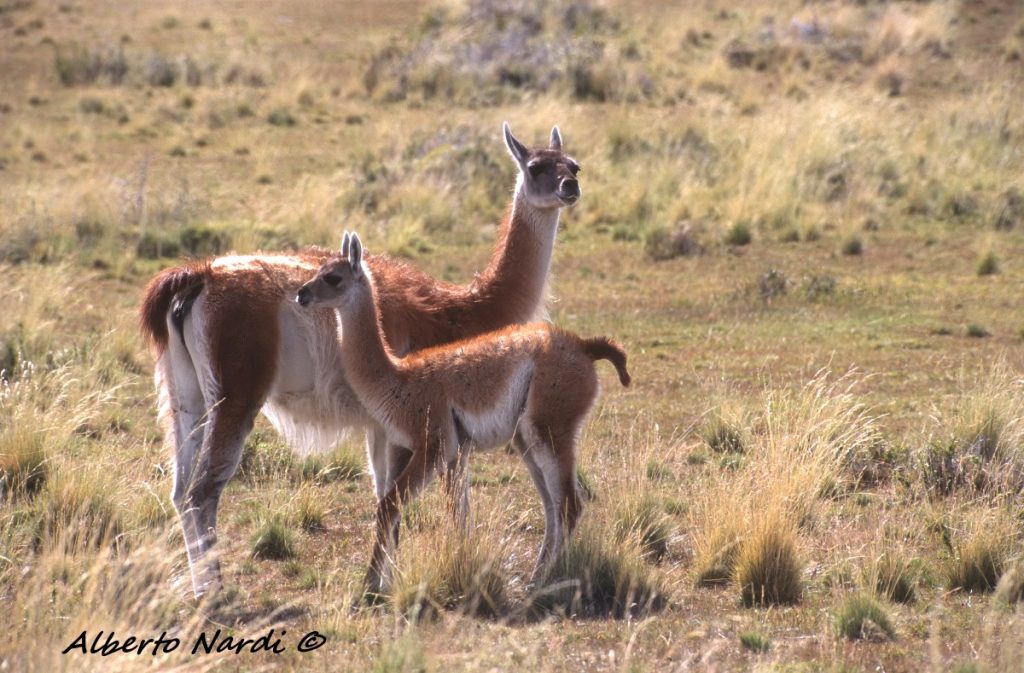 Guanaco. Alberto Nardi