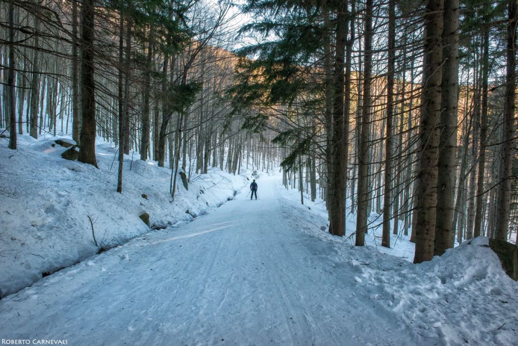 Il bosco appena oltre Capanno Tassoni. Foto Roberto Carnevali