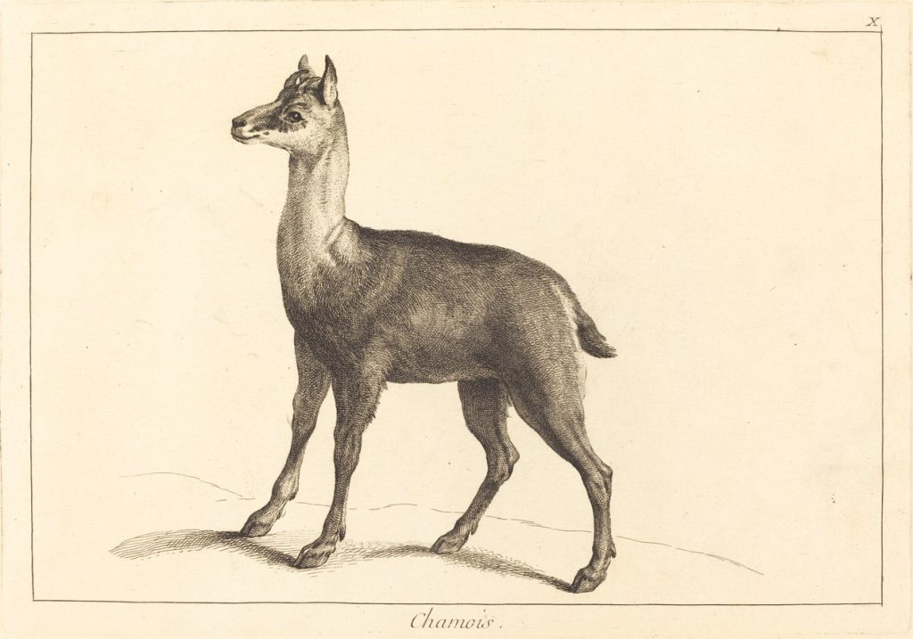 Il camoscio si protegge da solo al meglio, Chamois, Jacques Philippe Le Bas, senza data @didatticarte.it