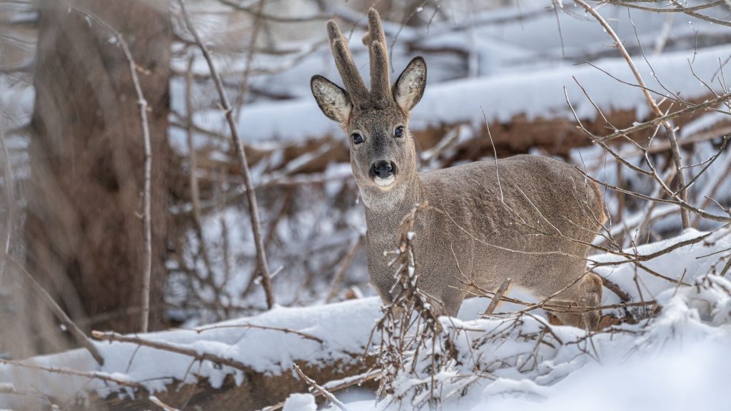 Incontri nel bosco. Foto Luigi Tassi