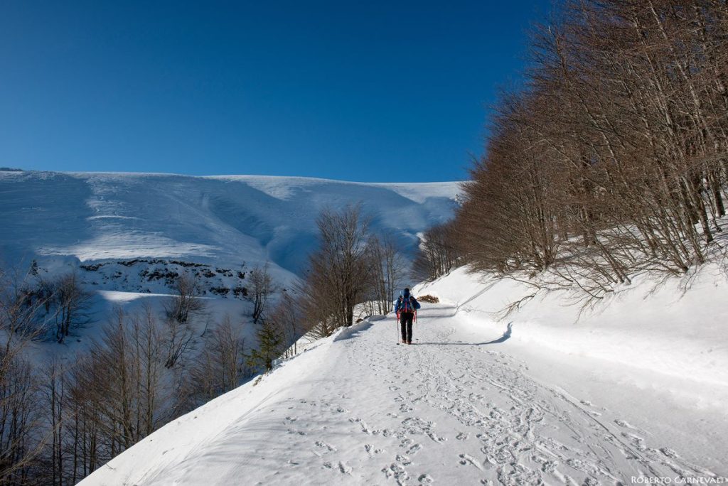 Verso il Passo di Croce Arcana appena usciti dal bosco. Foto Roberto Carnevali